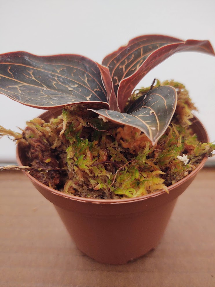 Anoectochilus chapaensis – Jewel Orchid