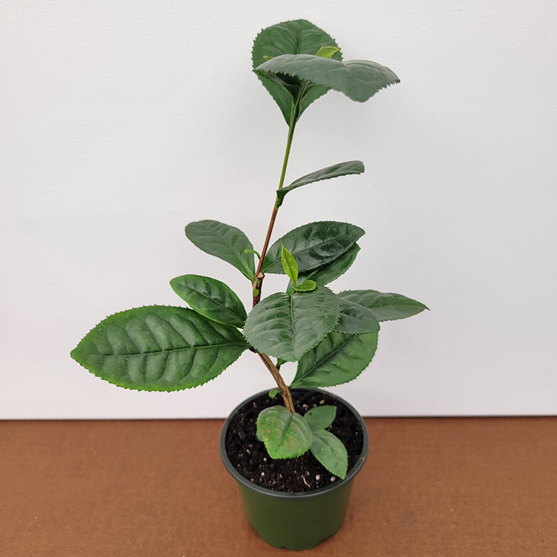 Camellia Sinensis – Tea Large Leaf
