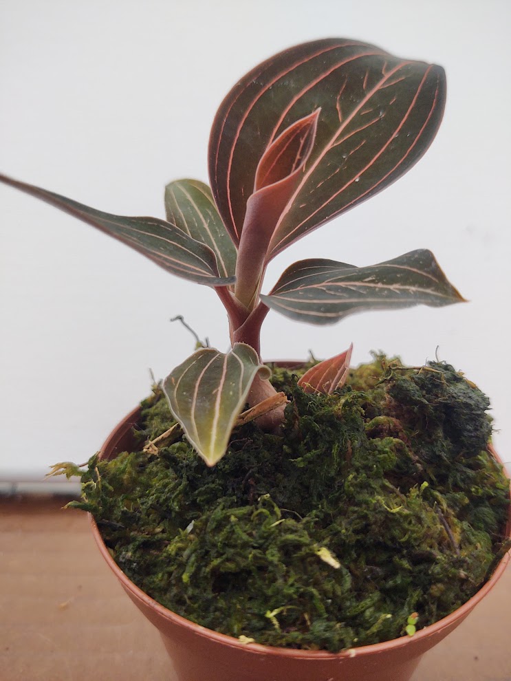 Ludisia  discolor – Jewel Orchid