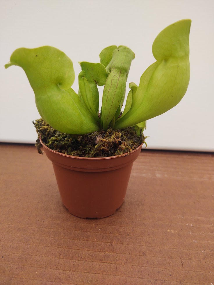 Sarracenia purpurea “Venosa”