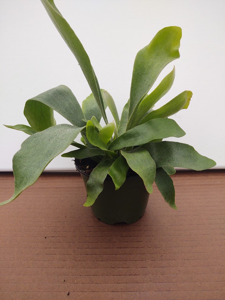 Platycerium bifurcatum -“Netherlands Staghorn”