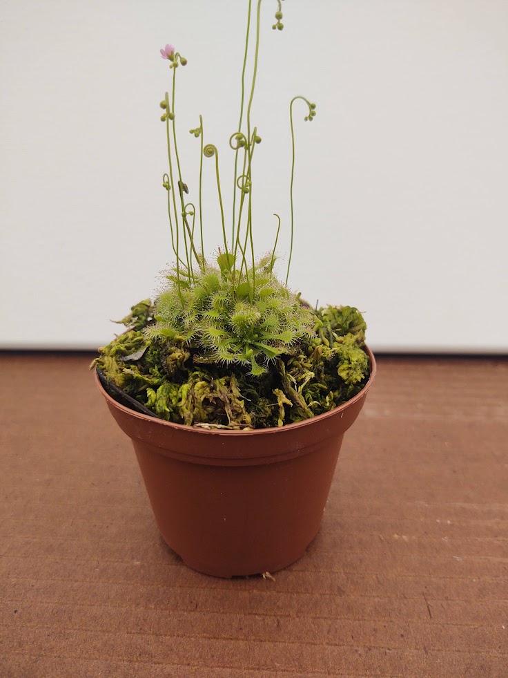 Drosera spatulata – Sundew