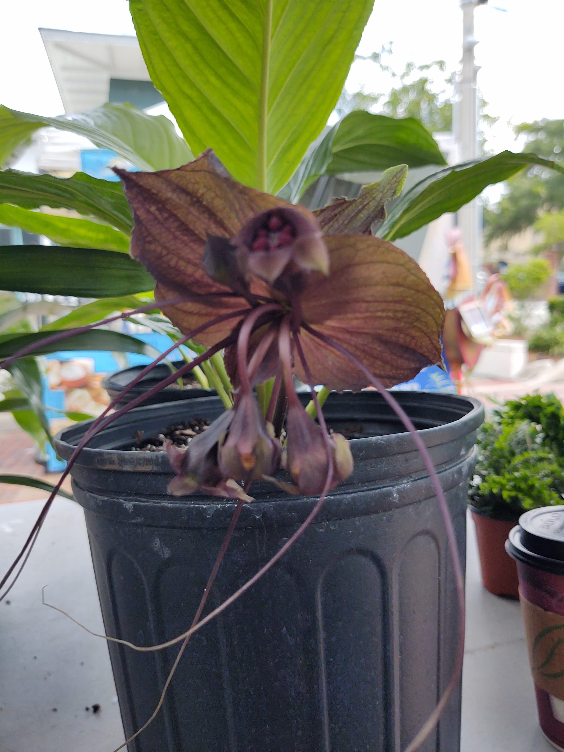 Tacca chantrieri – Black Bat Flower