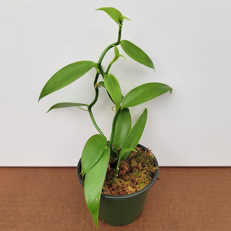 Vanilla planifolia – 2 per pot