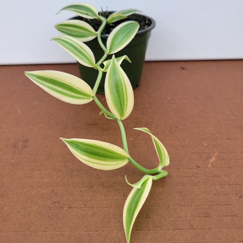 Vanilla planifolia – Super Variegated
