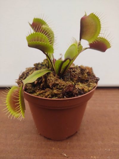 Dionaea muscipula – Venus Fly Trap ‘Akai Ryu’