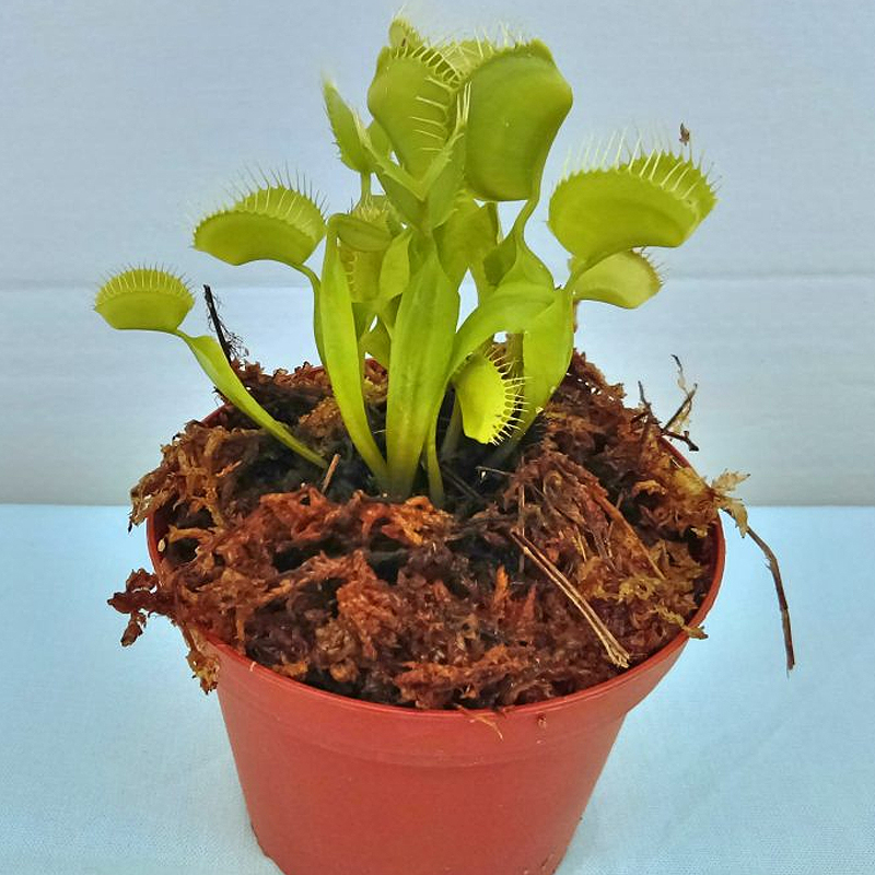 Dionaea muscipula – Venus Fly Trap